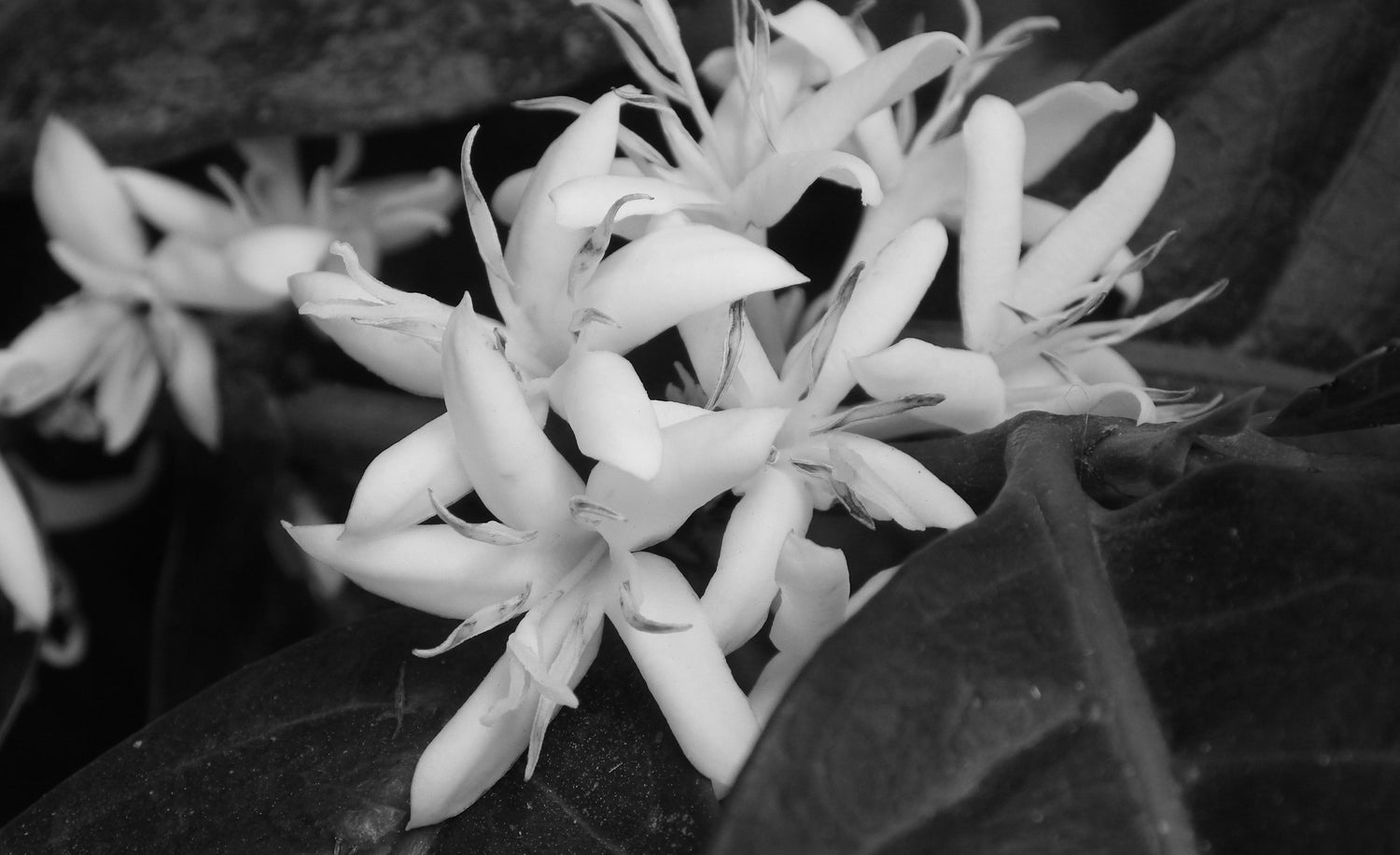 black and white photo of a coffee flower in bloom