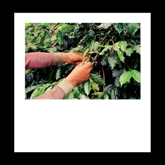 Origin: Colombia - Zine/Coffee Bundle