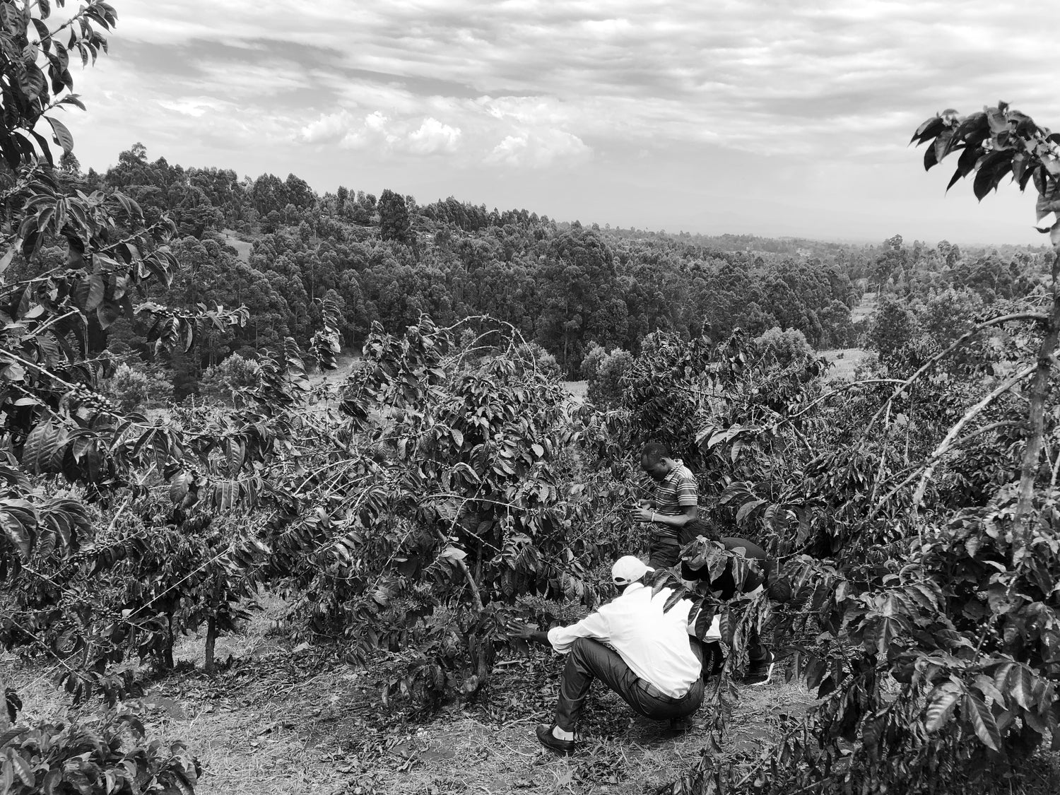 Two people working in a coffee plantation with trees and sky in the background